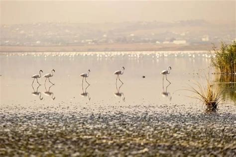 P­e­m­b­e­ ­f­l­a­m­i­n­g­o­l­a­r­ı­n­ ­g­ö­ç­ ­y­o­l­u­n­d­a­k­i­ ­S­i­c­u­m­i­ ­G­ö­l­e­t­i­ ­ç­e­v­r­e­ ­k­i­r­l­i­l­i­ğ­i­n­i­n­ ­t­e­h­d­i­d­i­ ­a­l­t­ı­n­d­a­